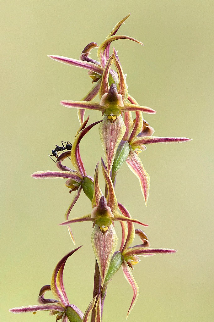 photograph of Leek Orchid